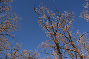 Winter forest. Trees tops are covered with hoarfrost in sunset light.