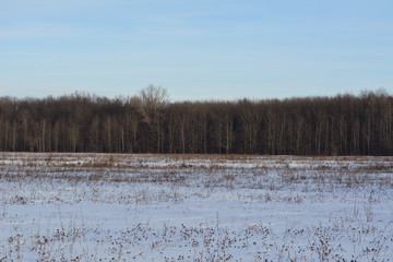Winter landscape with forest and field with dry herbs under the snow.