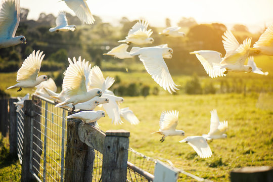 Flock of corella birds resting on a rustic fence.
