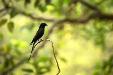 Black drongos (Dicrurus macrocercus) sitting on branch, native to the Indian Subcontinent, wildlife bird photography, clear background, Ranthambore, India