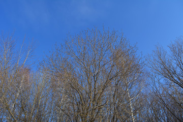 Forest in march. Trees on the background of clear blue sky.