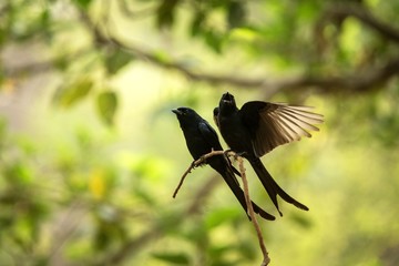 Couple of black drongos (Dicrurus macrocercus) sitting on branch and screaming or singing, native to the Indian Subcontinent, wildlife bird photography, clear background, Ranthambore, India