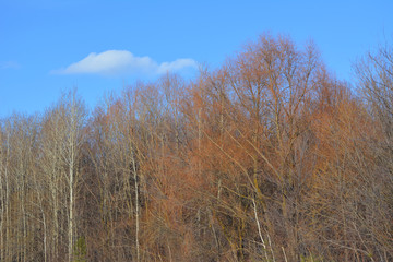 Beautiful trees in early spring. Quiet sunny day.