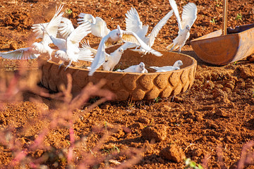 Flock of corella birds resting in an old tyre against red rich soil.