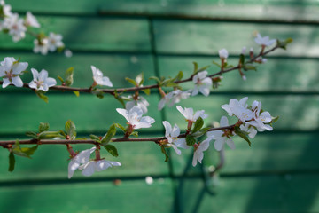 Blooming nanking cherry. Branches with flowers on the background of green wooden wall.