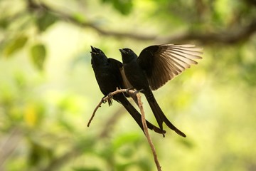 Couple of black drongos (Dicrurus macrocercus) sitting on branch and screaming or singing, native to the Indian Subcontinent, wildlife bird photography, clear background, Ranthambore, India