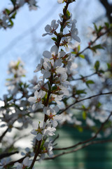 Flowering nanking cherry in spring country garden. Delicate flowers.