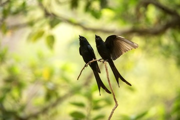 Couple of black drongos (Dicrurus macrocercus) sitting on branch and screaming or singing, native to the Indian Subcontinent, wildlife bird photography, clear background, Ranthambore, India