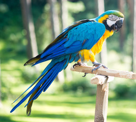 Obraz premium Macaw parrot
