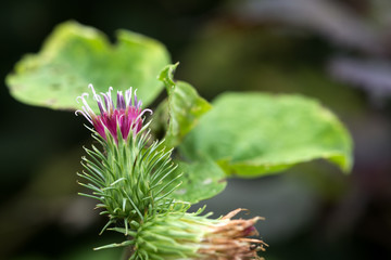 ゴボウの花