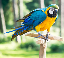 Macaw parrot