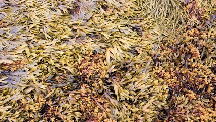 Brown seaweed © Tupungato