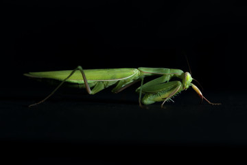 close view of green female mantis religiosa praying mantis on black background