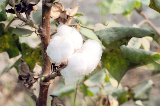 Cotton boll n the plant branch 