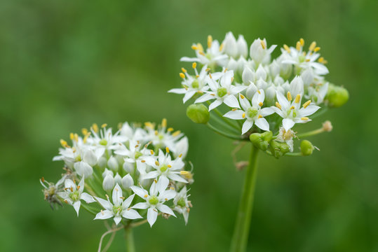 1 309 件の最適な ニラの花 画像 ストック写真 ベクター Adobe Stock 1 309 件の最適な ニラの花 画像 ストック写真 ベクター Adobe Stock