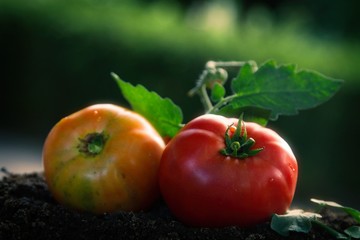 Fresh colorful tomatoes in the vegetable garden
