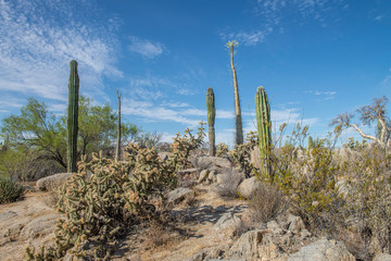 Cactus in the desert of Baja california peninsula. MEXICO