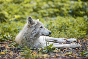 Fototapeta premium White Wolf