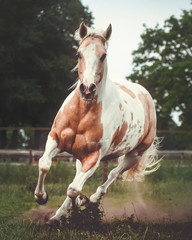 Paint horse running in the pasture showing his muscles