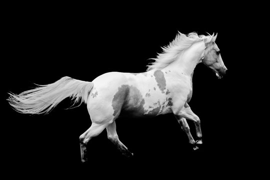 Paint horse running with black background
