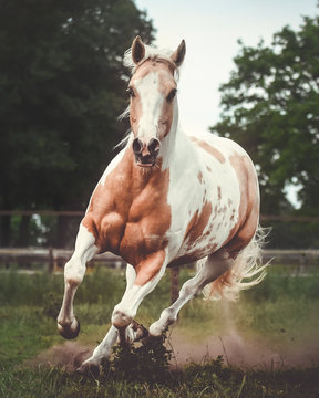 Paint Horse Running In The Pasture Showing His Muscles