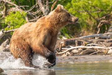 Ruling the landscape, brown bears of Kamchatka (Ursus arctos beringianus)