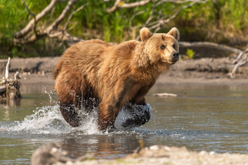 Obraz premium Ruling the landscape, brown bears of Kamchatka (Ursus arctos beringianus)