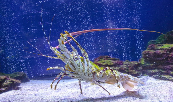 Caribbean spiny lobster.Panulirus argus. spiny lobster in the aquarium