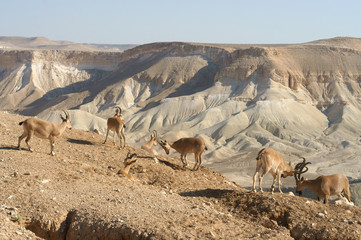 Young Nubian ibexes (Capra nubiana sinaitica) in Negev desert of southern Israel