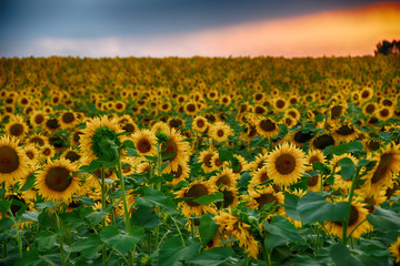 Girasoli © gianniarmano