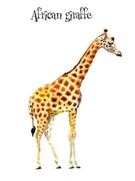 African giraffe1