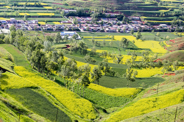 Obraz premium Qinghai Lake blooming canola flower