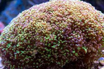 coral in reef