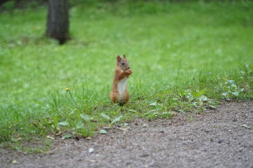 squirrel animals  wilderness  nature