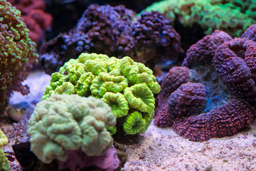coral in reef