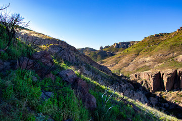 Vegetation in the Mountains