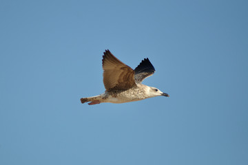 Vuelo de gaviota en la playa