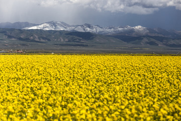 Qinghai Lake blooming canola flower