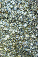 Group of oyster shell on big rock close up