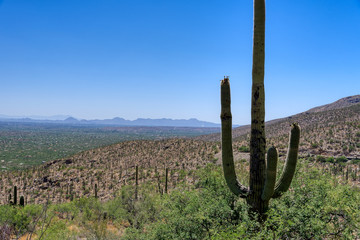View of Tucson, Arizona from Mt Lemmon Scenic Byway