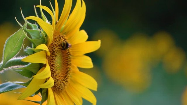 Wild bumblebees peacefully pollinating a sunflower on a warm Spring day with sunlight bokeh in the background.