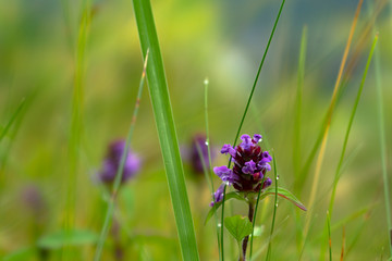 Purple wild flowers