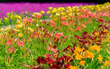 Colorful flowers in park of Hokkaido, japan