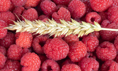 Ripe raspberry is very ripe beautiful and spikelet on a white background