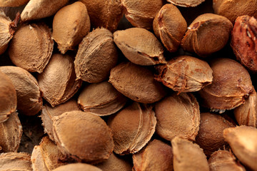 Bones of apricot. Seeds are stubble for sowing. An apricot seed