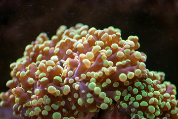 coral