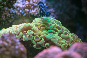 coral