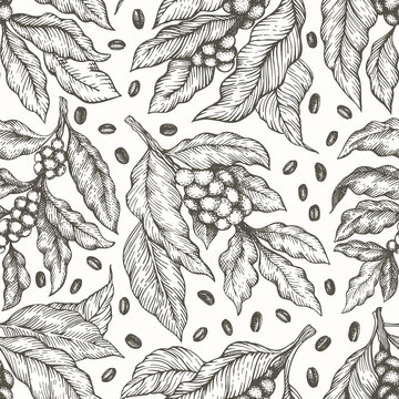 Coffee tree branch seamless vector pattern. Vintage coffee background. Hand drawn engraved style illustration.