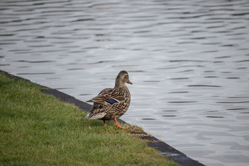 female mallard duck
