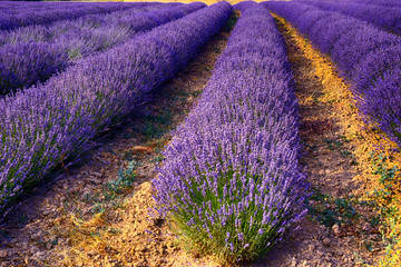 Lavanda (AL)